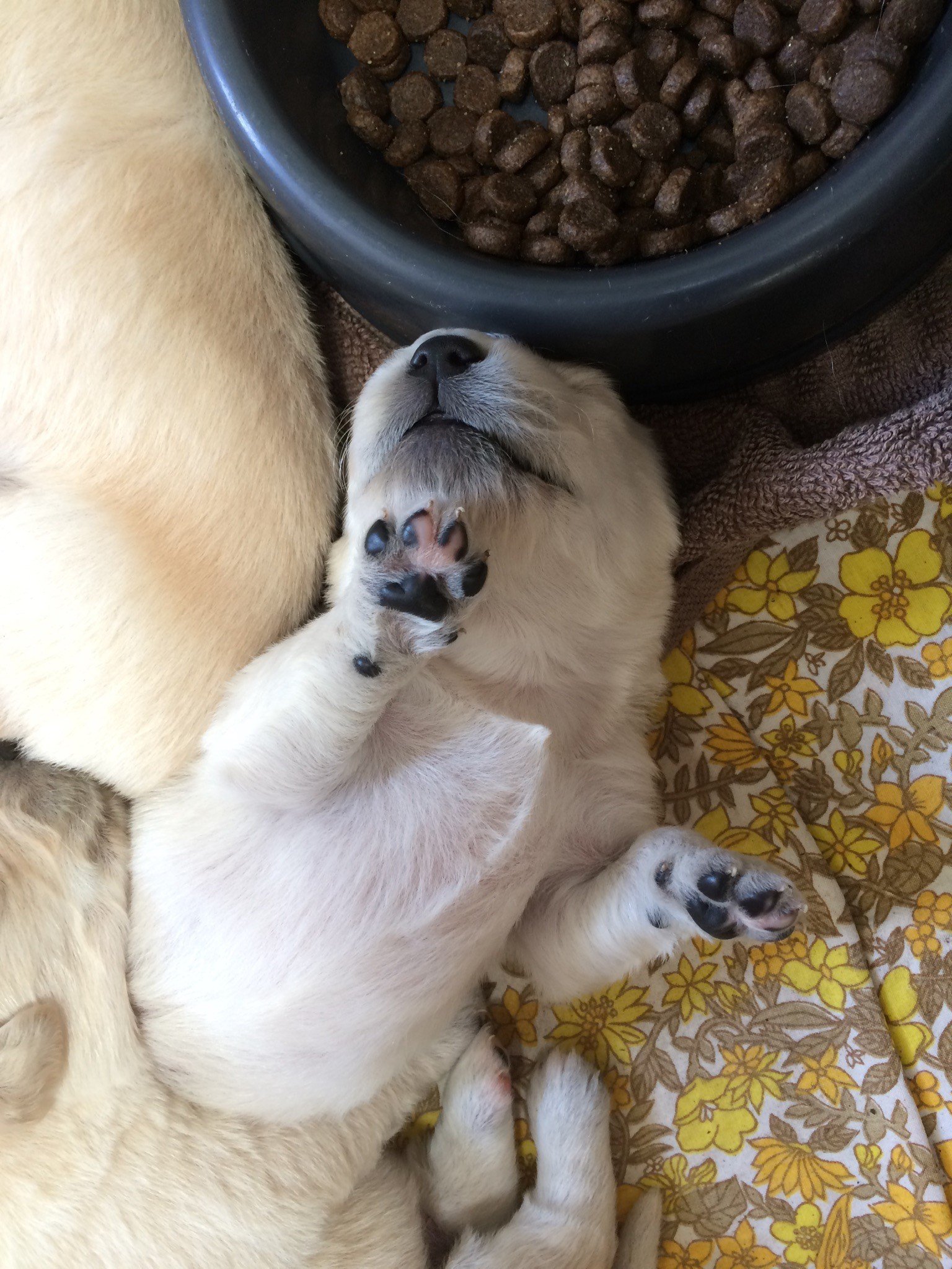 Golden Retriever Puppies for Sale Adelaide SA