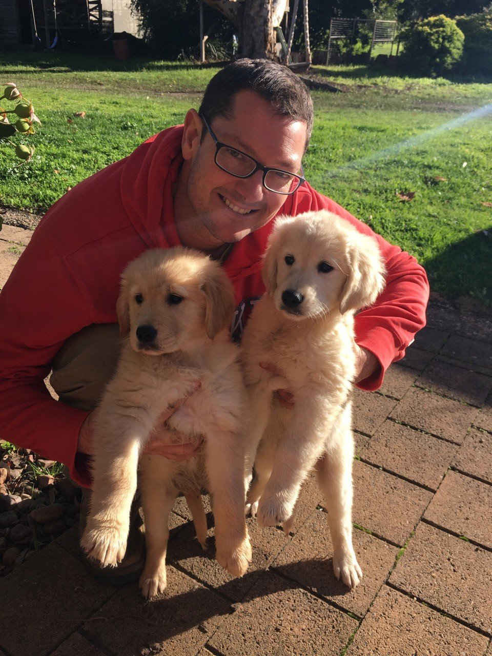 Golden Retriever Puppies for Sale Adelaide SA